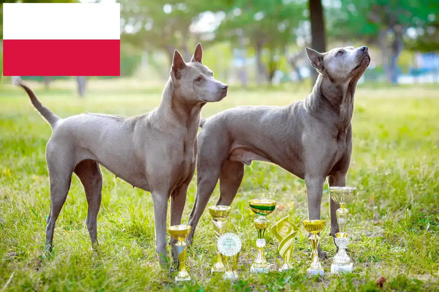 Thai Ridgeback kölykök és tenyésztő Lengyelország Thai Ridgeback tenyésztőket Lengyelországban itt találsz.