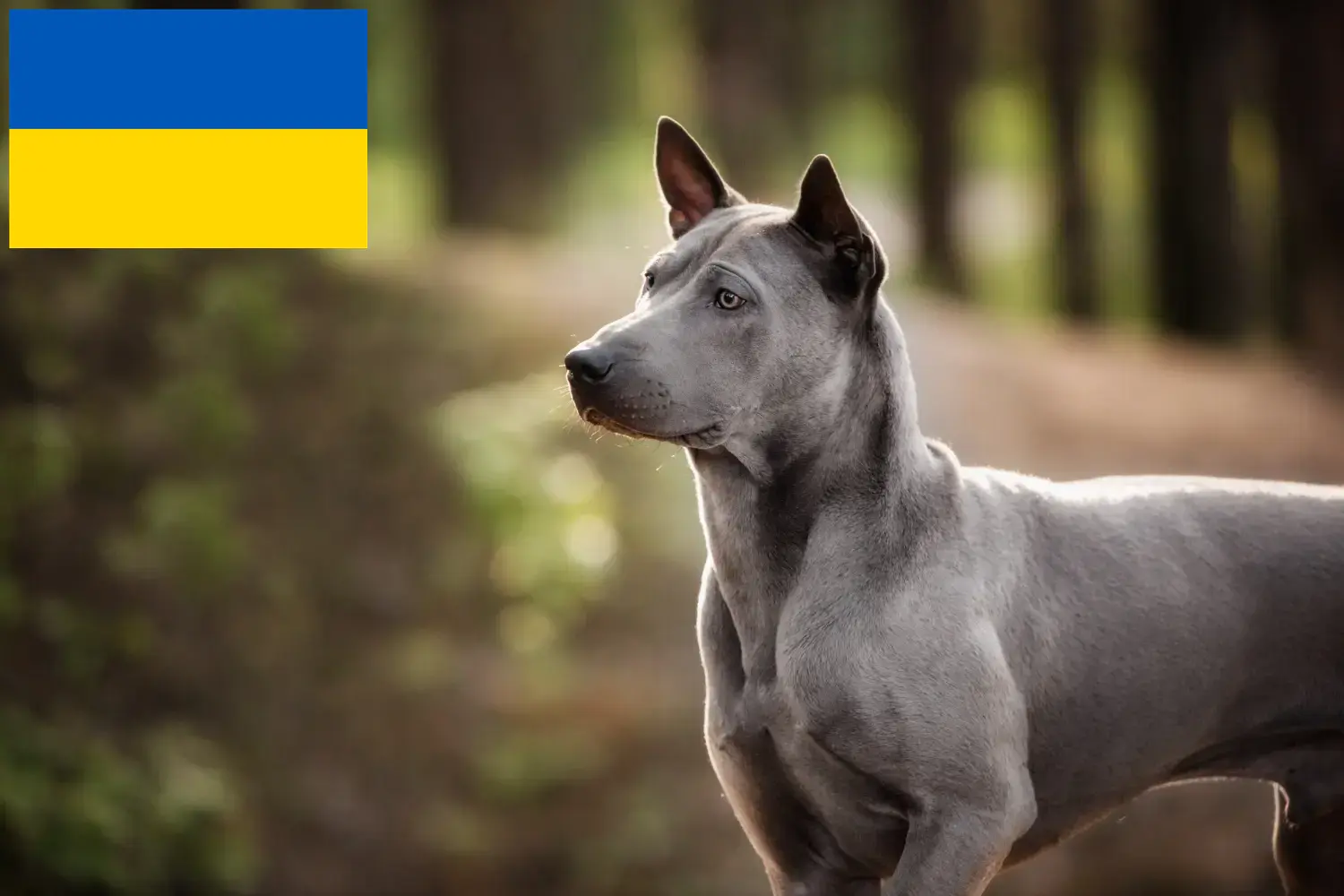Thai Ridgeback kiskutyák és tenyésztők Ukrajna Itt megtalálja a Thai Ridgeback tenyésztőket Ukrajnában.
