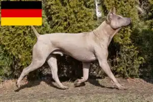 Read more about the article Thai Ridgeback tenyésztők és kölykök Németországban