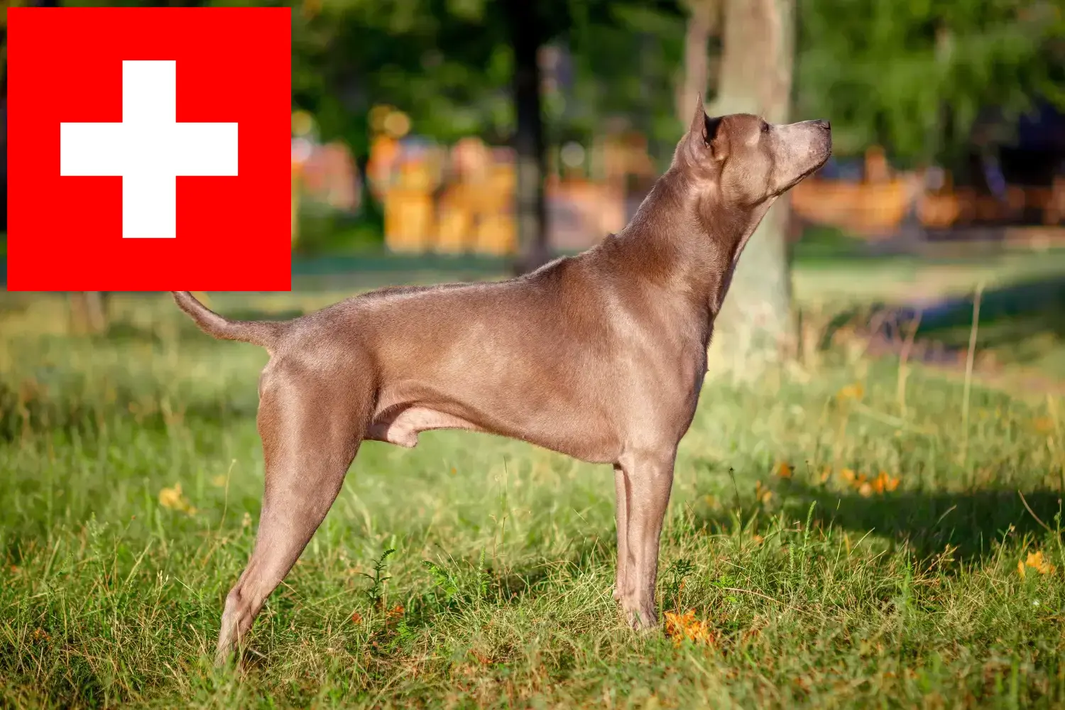 Thai Ridgeback kölykök és tenyésztők Svájcban Itt megtalálja a Thai Ridgeback tenyésztőket Svájcban.