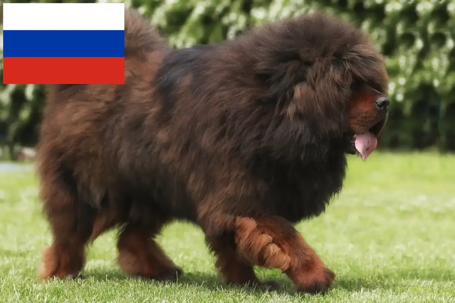 Tibeti masztiff kölykök és tenyésztők Oroszország Itt talál tibeti masztiff tenyésztőket Oroszországban.
