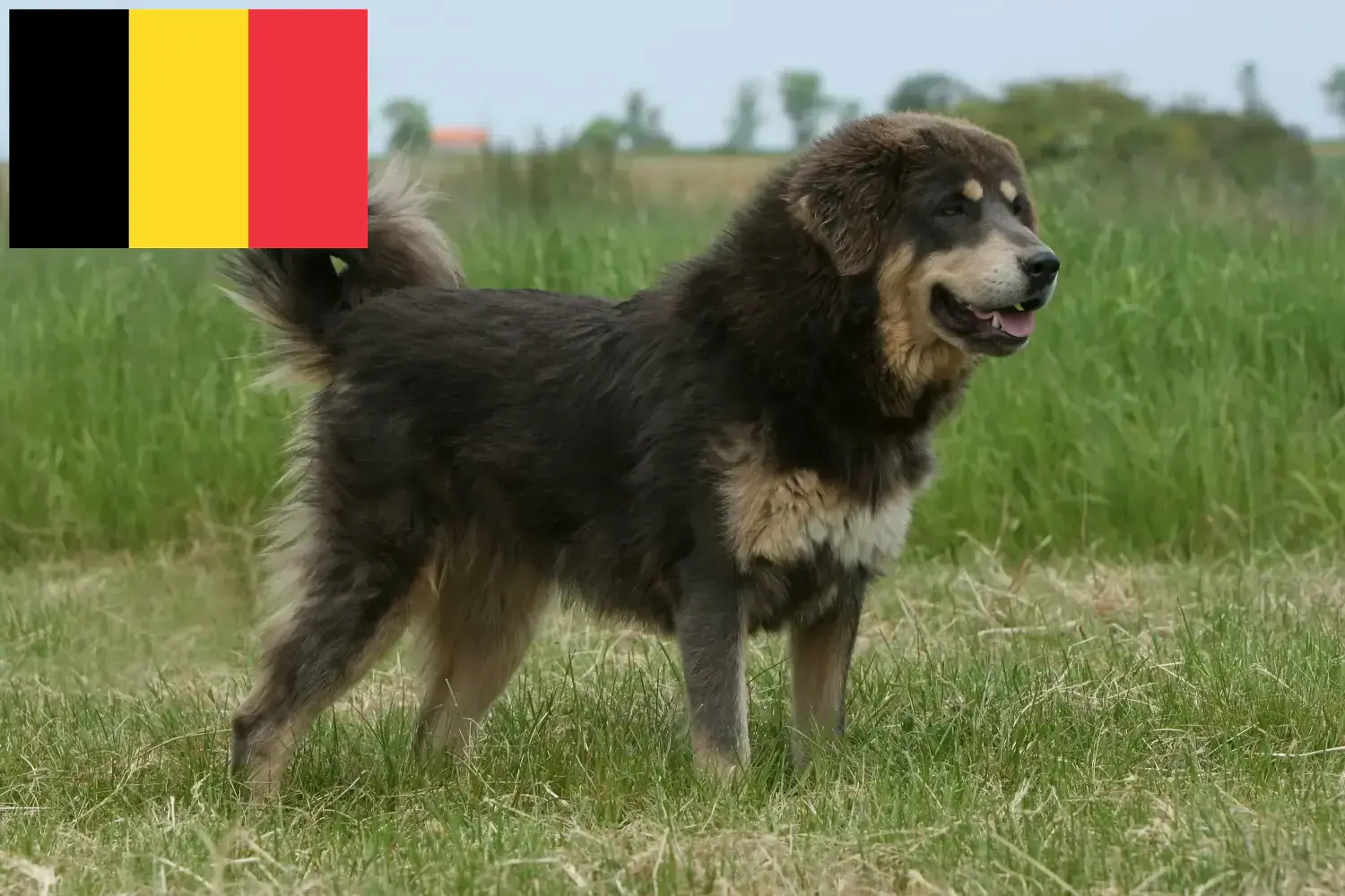 Tibeti masztiff kölykök és tenyésztők Belgium Keress tibeti masztiff tenyésztőket Belgiumban.