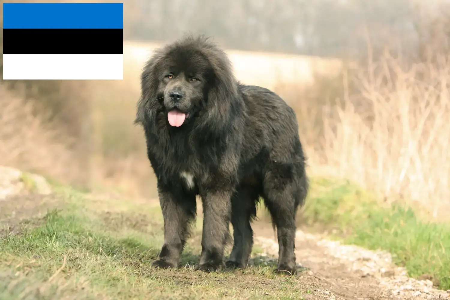 Tibeti masztiff kiskutyák és tenyésztők Észtország Keress tibeti masztiff tenyésztőket Észtországban.