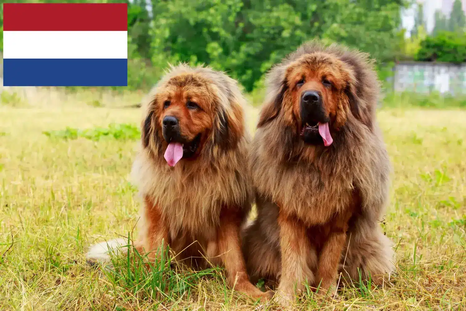 Tibeti masztiff kölykök és tenyésztő Hollandia Itt talál tibeti masztiff tenyésztőket Hollandiában.