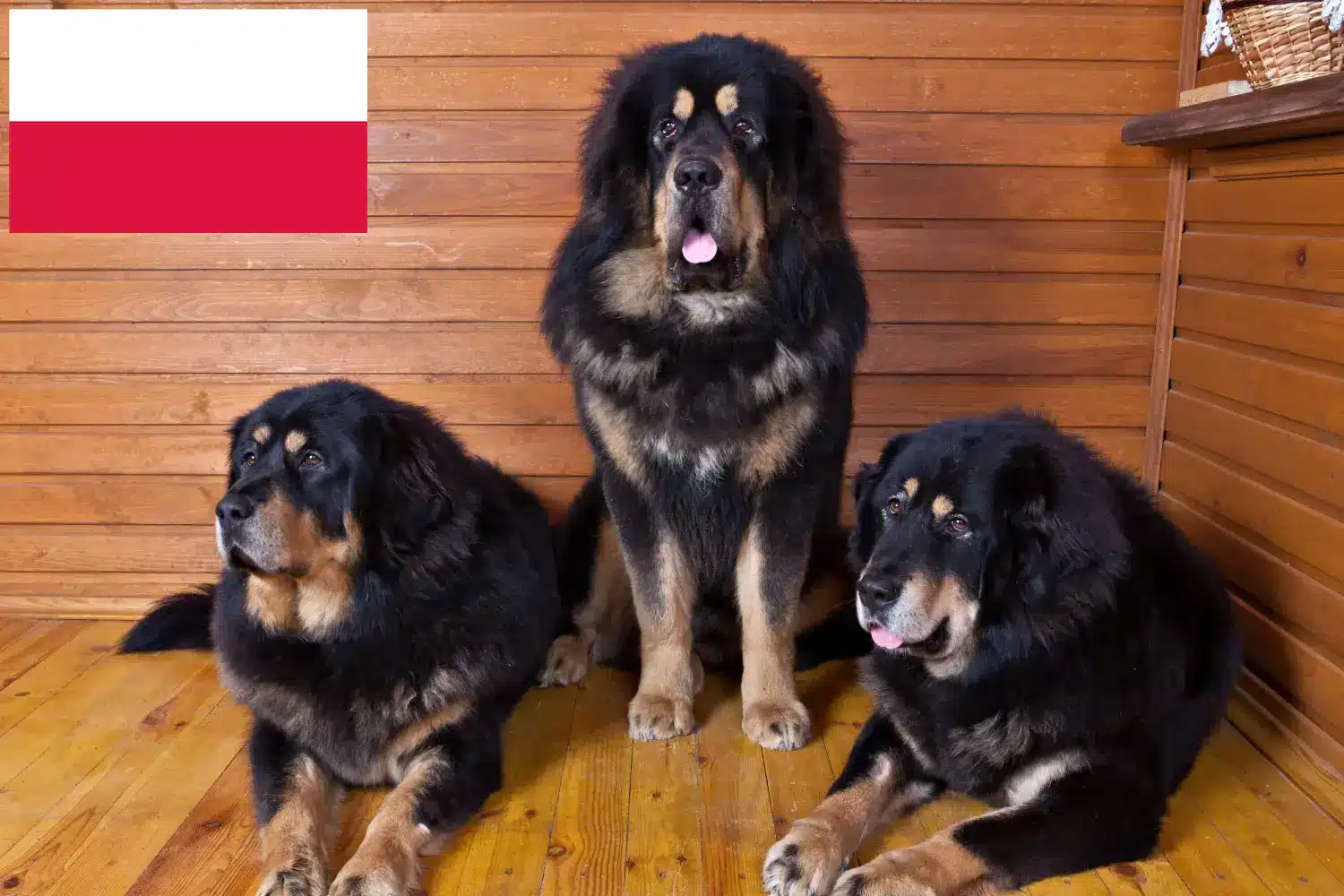 Tibeti masztiff kölykök és tenyésztő Lengyelország Itt talál tibeti masztiff tenyésztőket Lengyelországban.