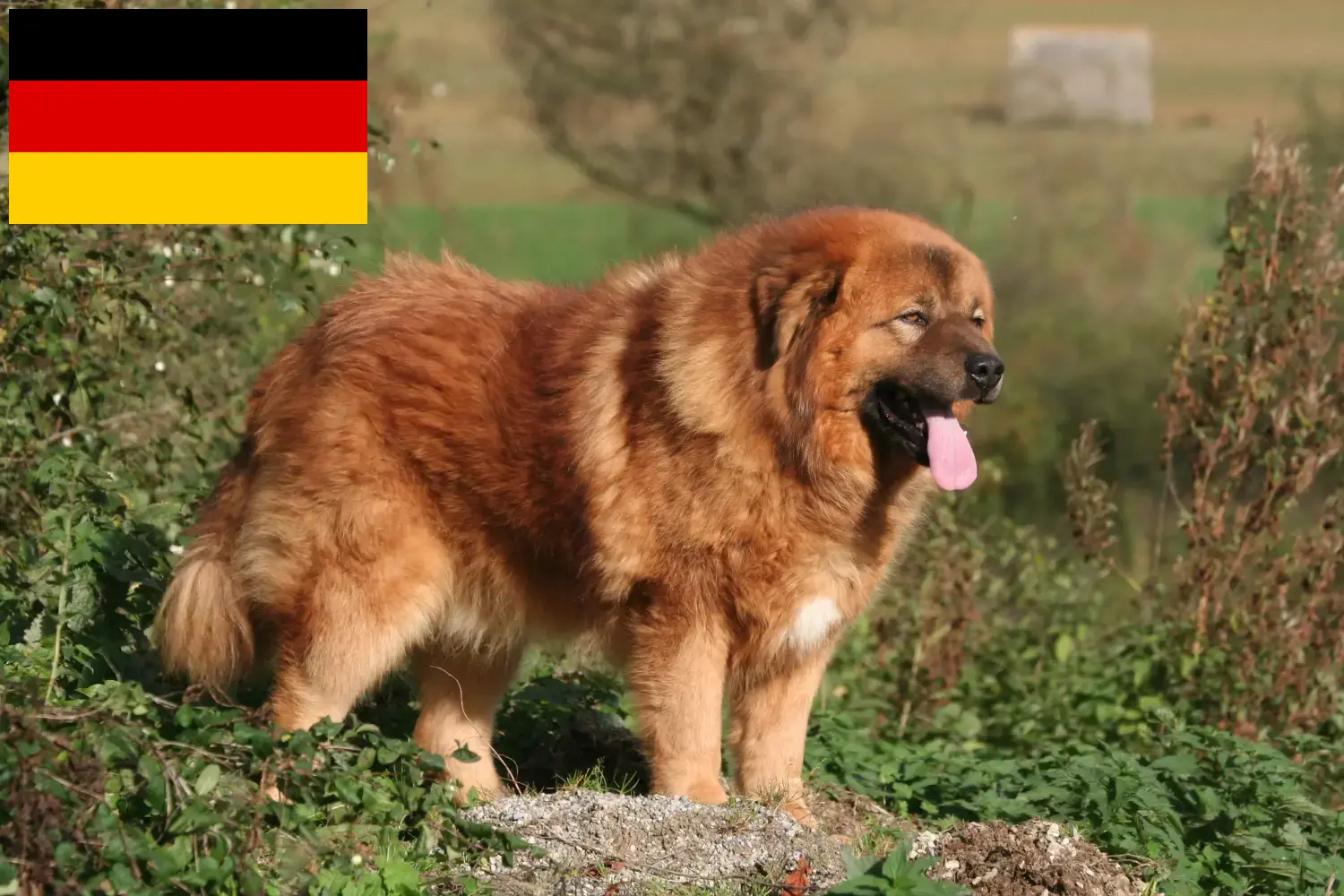 Tibeti masztiff kölykök és tenyésztők Németország Itt talál tibeti kutyatenyésztőket Németországban.