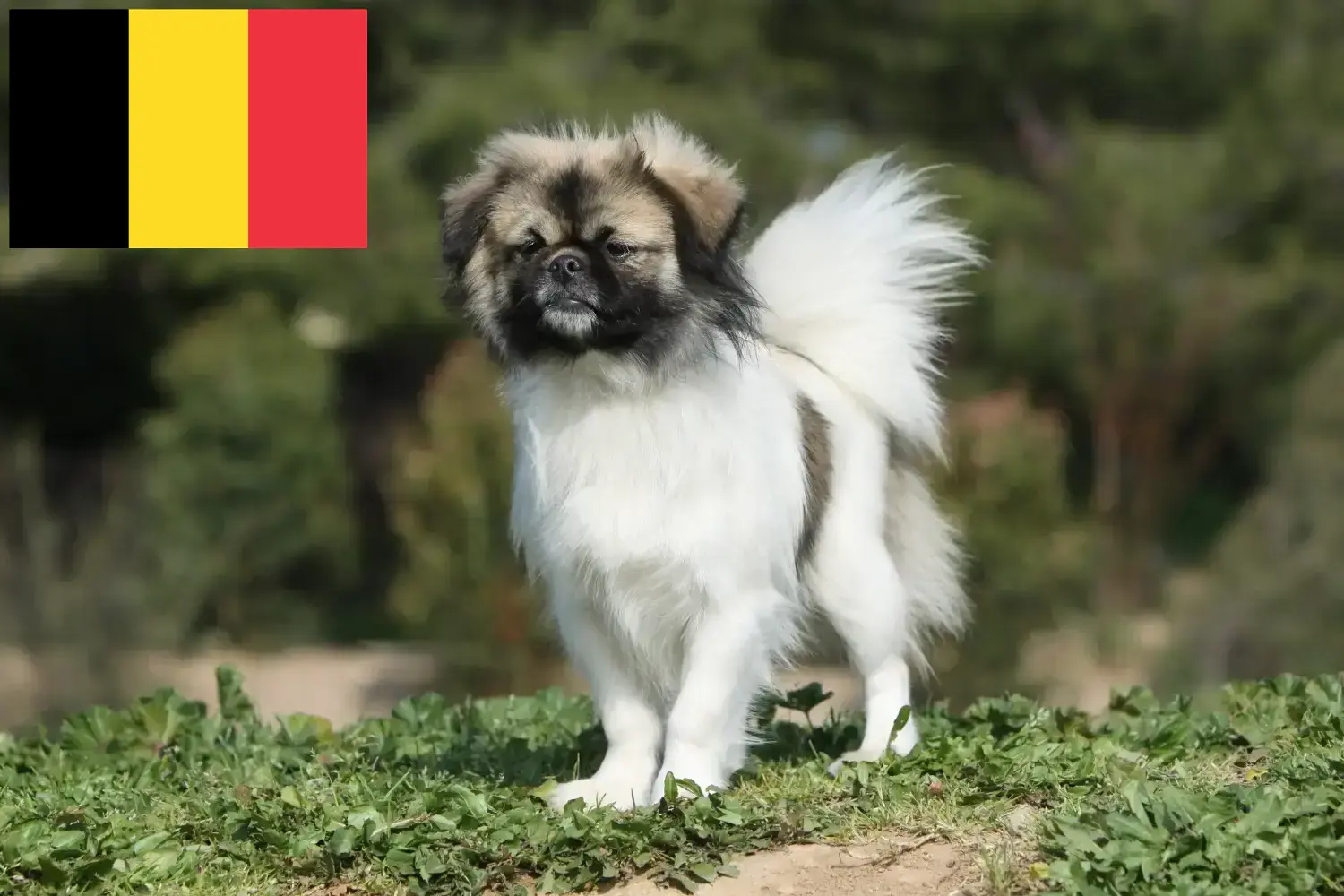 Tibeti spániel kölykök és tenyésztők Belgium Keresse meg a tibeti spániel tenyésztőket Belgiumban.