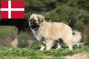 Read more about the article Tibeti spániel tenyésztők és kölykök Dániában