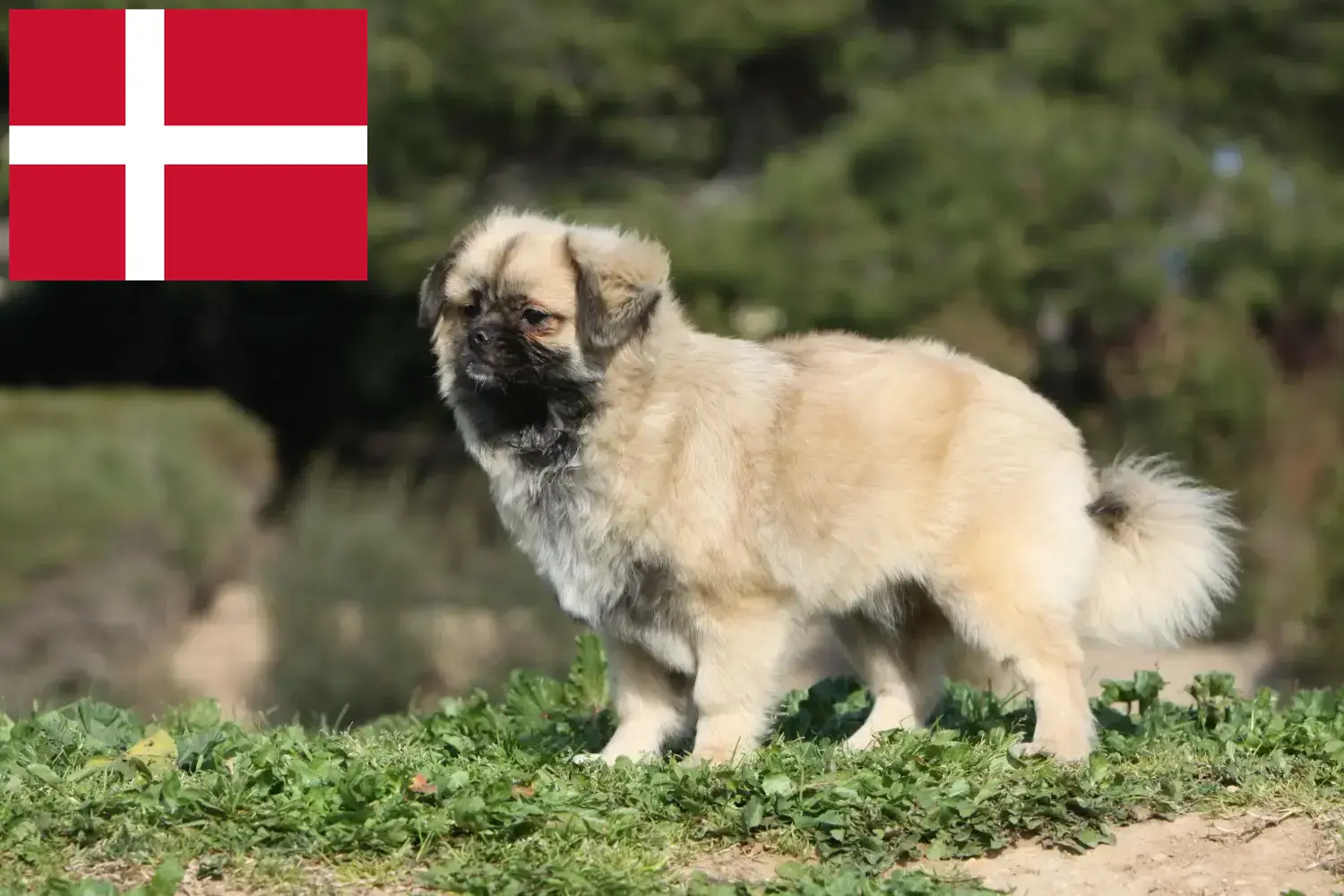 Tibeti spániel kiskutyák és tenyésztők Dánia Itt talál tibeti spániel tenyésztőket Dániában.