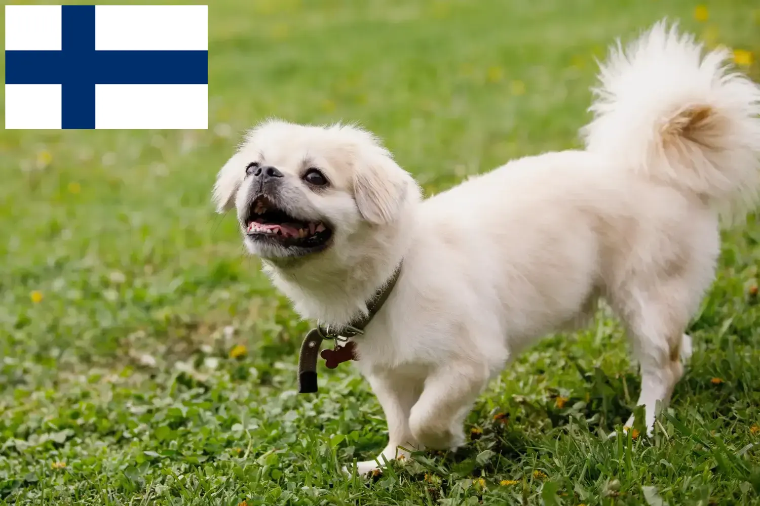Tibeti spániel kiskutyák és tenyésztők Finnország Itt találhatsz tibeti spániel tenyésztőket Finnországban.
