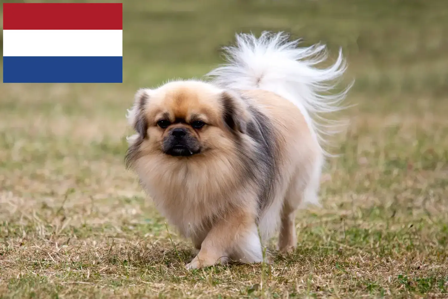 Tibeti spániel kölykök és tenyésztők Hollandia Itt talál tibeti spániel tenyésztőket Hollandiában.