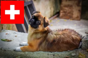 Read more about the article Tibeti spániel tenyésztők és kölykök Svájcban