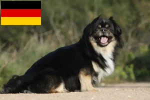 Read more about the article Tibeti spániel tenyésztők és kölykök Németországban