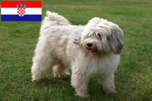 Read more about the article Tibeti terrier tenyésztők és kiskutyák Horvátországban