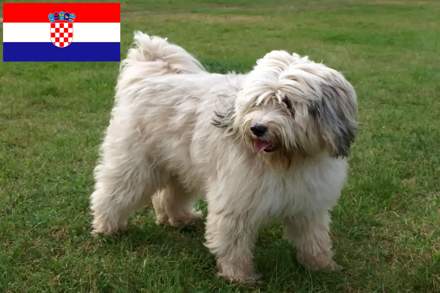 Tibeti terrier kölykök és tenyésztők Horvátország Keress tibeti terrier tenyésztőket Horvátországban.