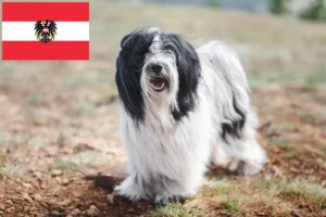 Read more about the article Tibeti terrier tenyésztők és kölykök Ausztriában