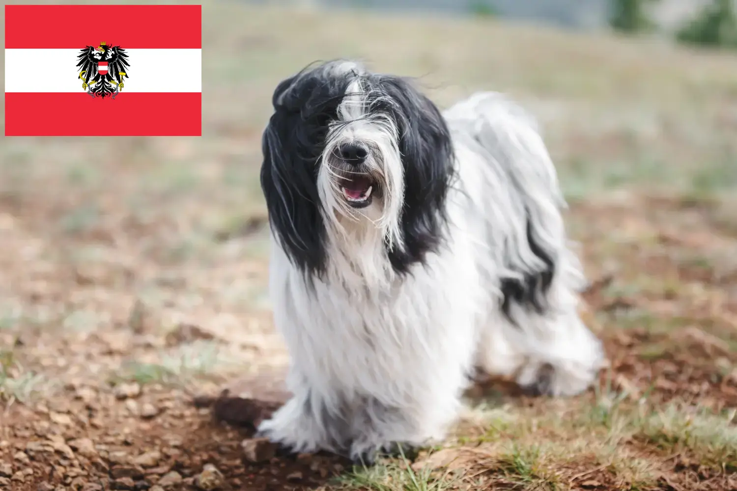 Tibeti terrier kölykök és tenyésztők Ausztria Itt talál tibeti terrier tenyésztőket Ausztriában.
