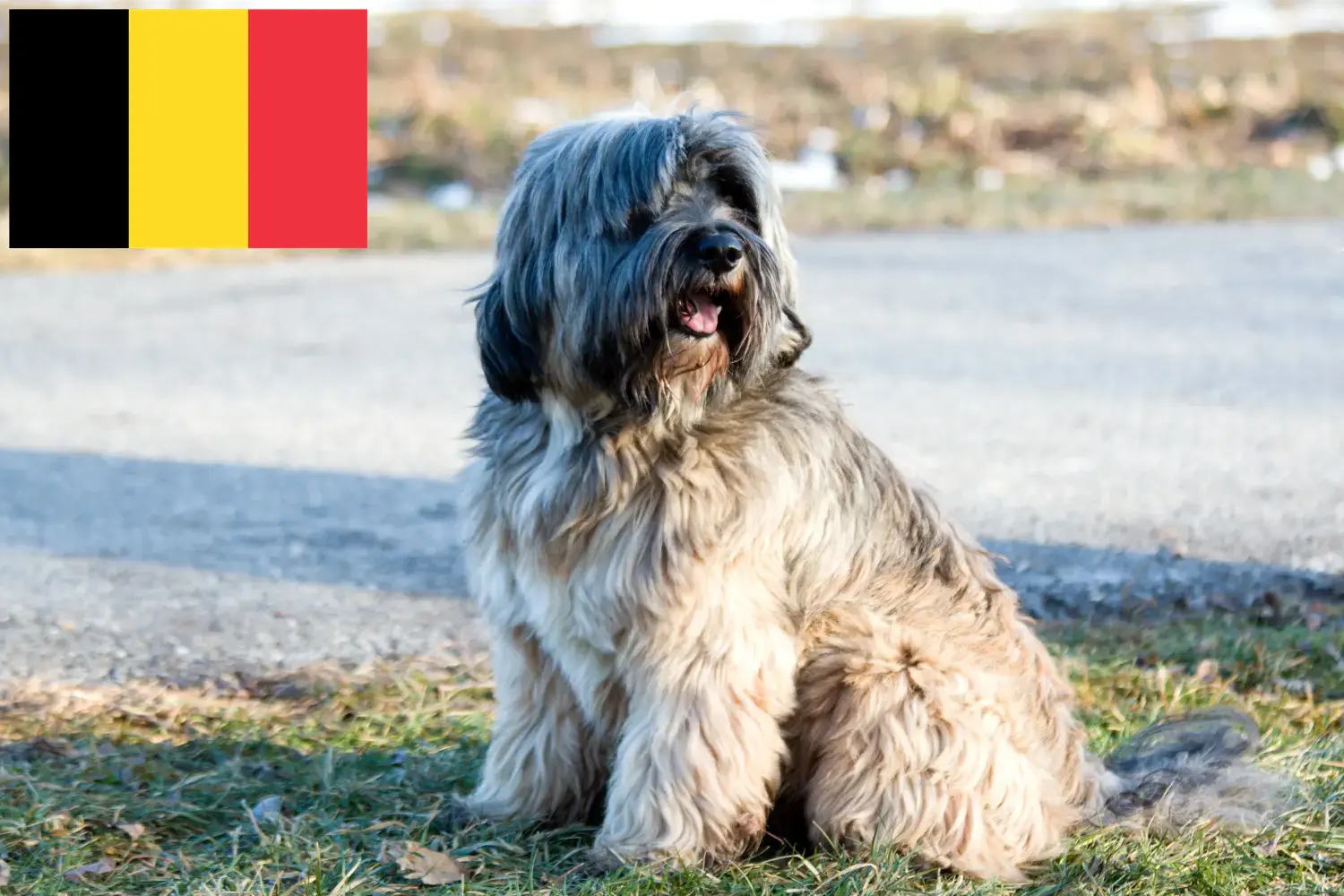 Tibeti terrier kölykök és tenyésztők Belgium Itt találhatsz tibeti terrier tenyésztőket Belgiumban.