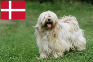 Read more about the article Tibeti terrier tenyésztők és kiskutyák Dánia területén