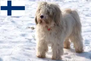 Read more about the article Tibeti terrier tenyésztők és kiskutyák Finnországban