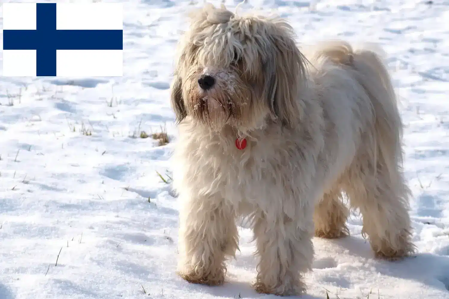 Tibeti terrier kiskutyák és tenyésztők Finnország Itt találhatsz tibeti terrier tenyésztőket Finnországban.