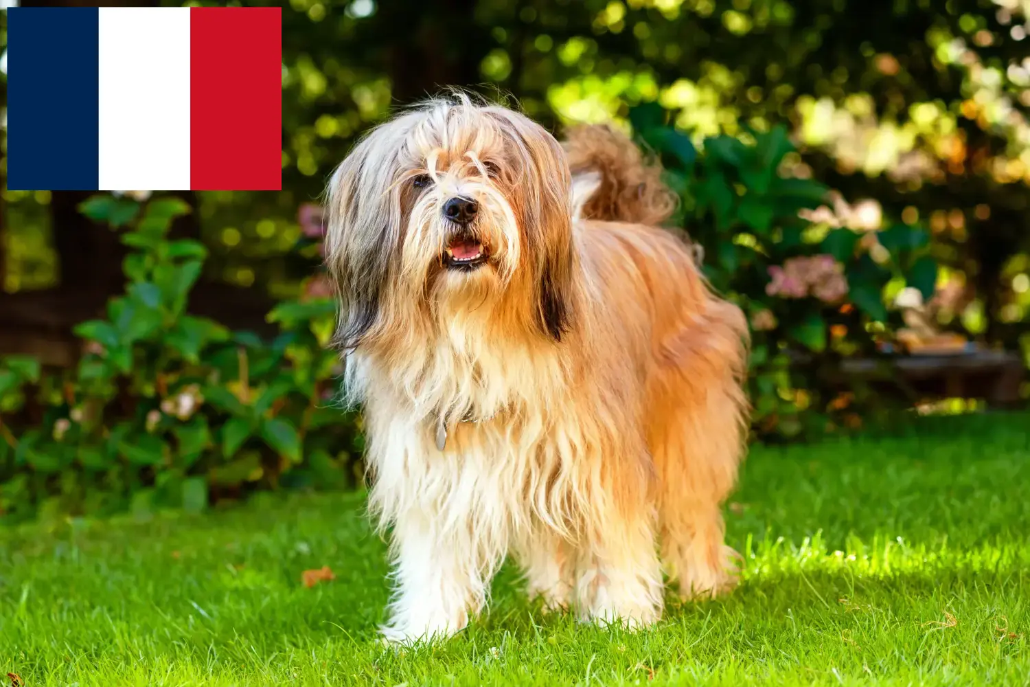 Tibeti terrier kölykök és tenyésztők Franciaország Franciaországi tibeti terrier tenyésztőket itt talál.