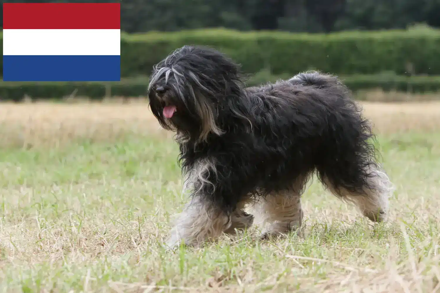 Tibeti terrier kölykök és tenyésztők Hollandia Keressen tibeti terrier tenyésztőket Hollandia területén.