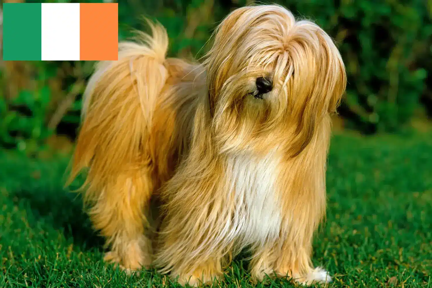 Tibeti terrier kiskutyák és tenyésztők Írország Keress tibeti terrier tenyésztőket Írországban.