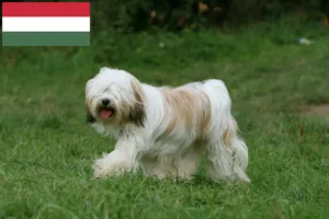 Read more about the article Tibeti terrier tenyésztők és kölykök Magyarországon