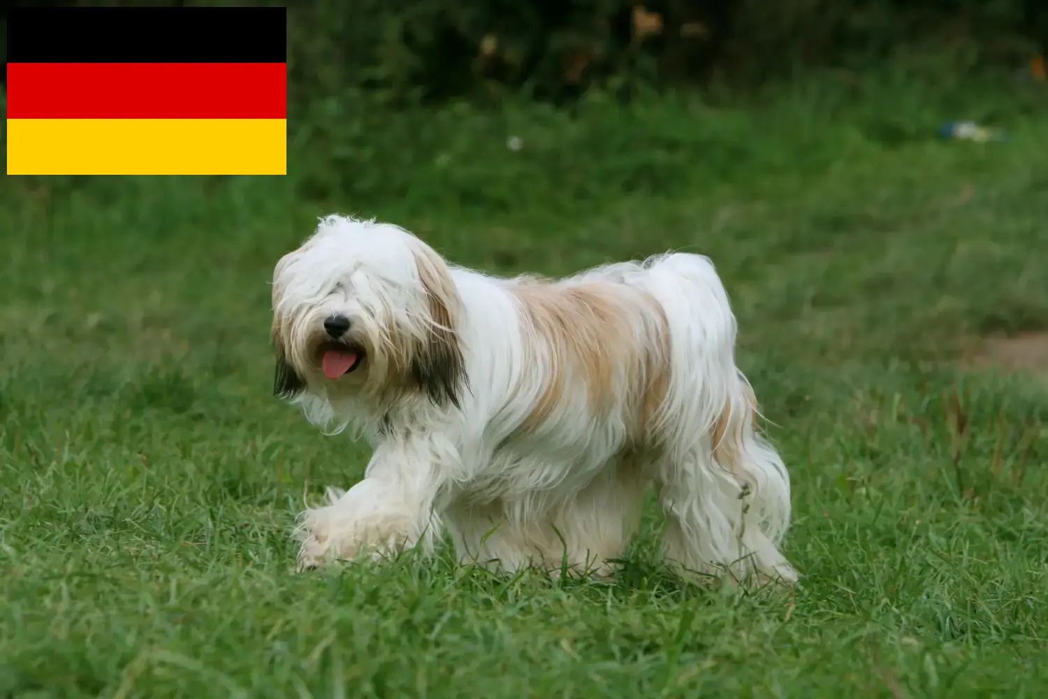 Tibeti terrier kiskutyák és tenyésztők Németország Itt talál tibeti terrier tenyésztőket Németországban.