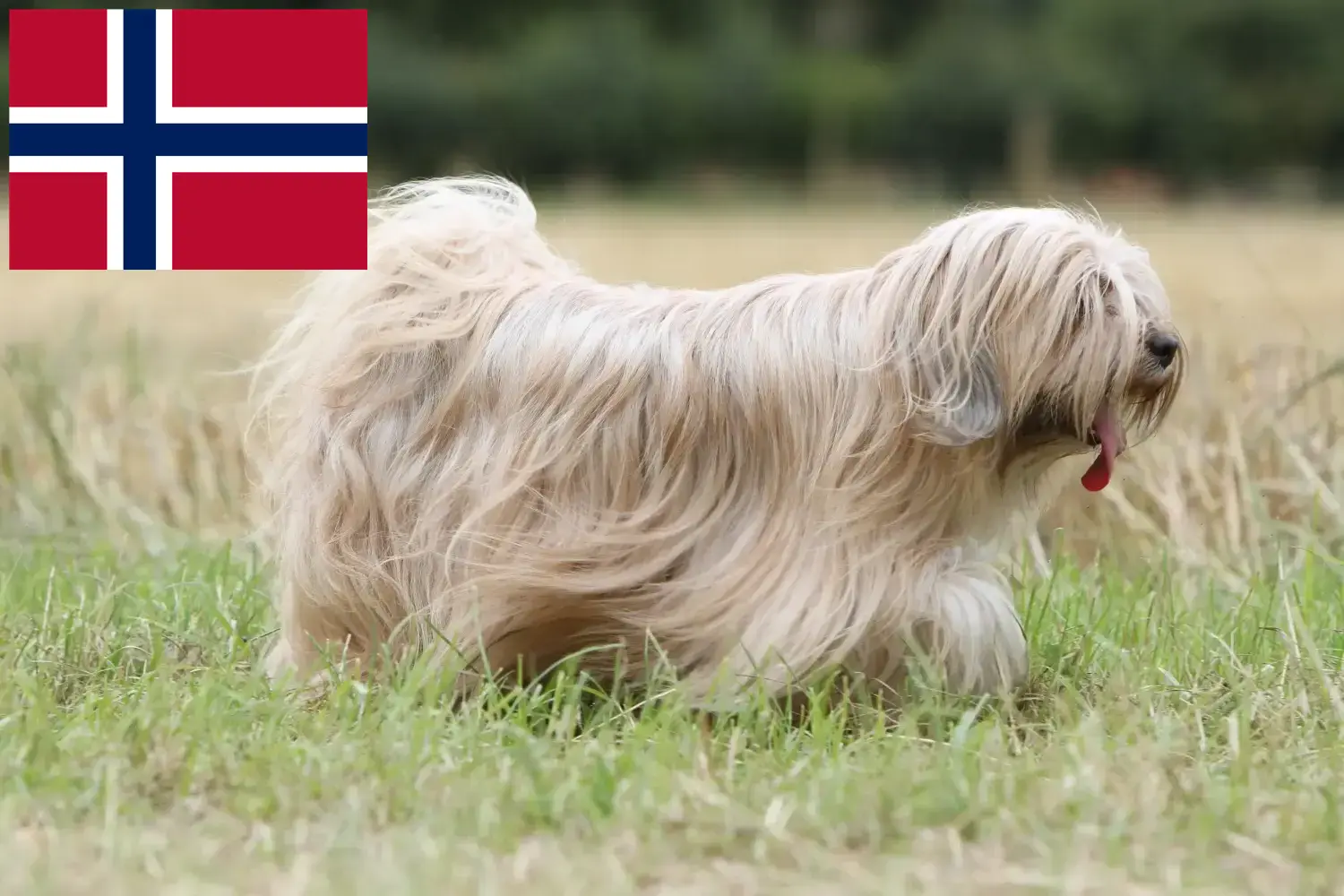 Tibeti terrier kiskutyák és tenyésztők Norvégia Keress tibeti terrier tenyésztőket Norvégia területén.