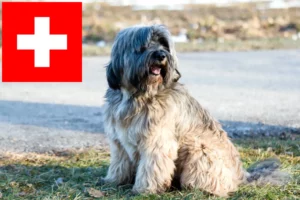 Read more about the article Tibeti terrier tenyésztők és kölykök Svájcban
