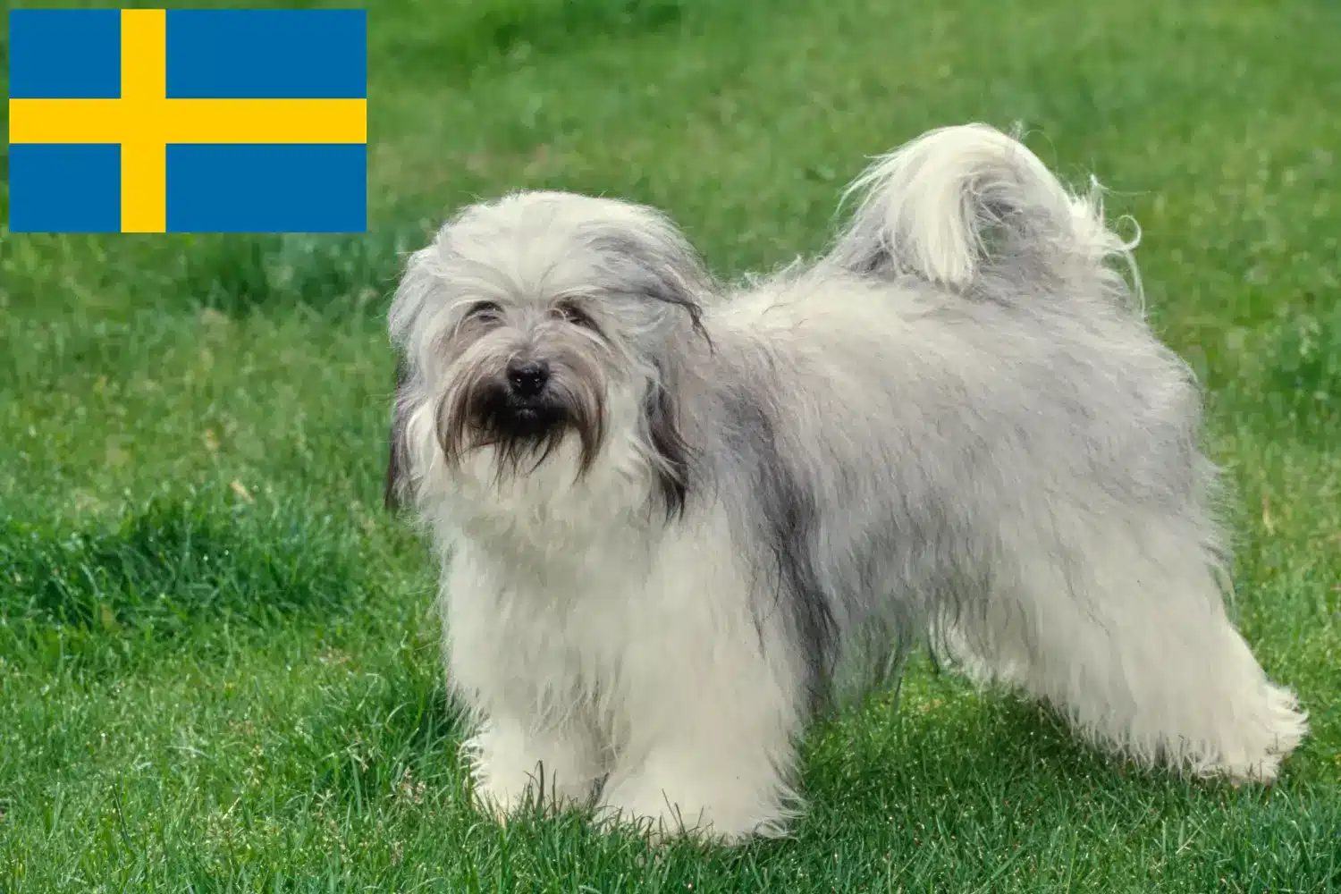 Tibeti terrier kölykök és tenyésztők Svédországban Svédországban található tibeti terrier tenyésztők itt találhatók.