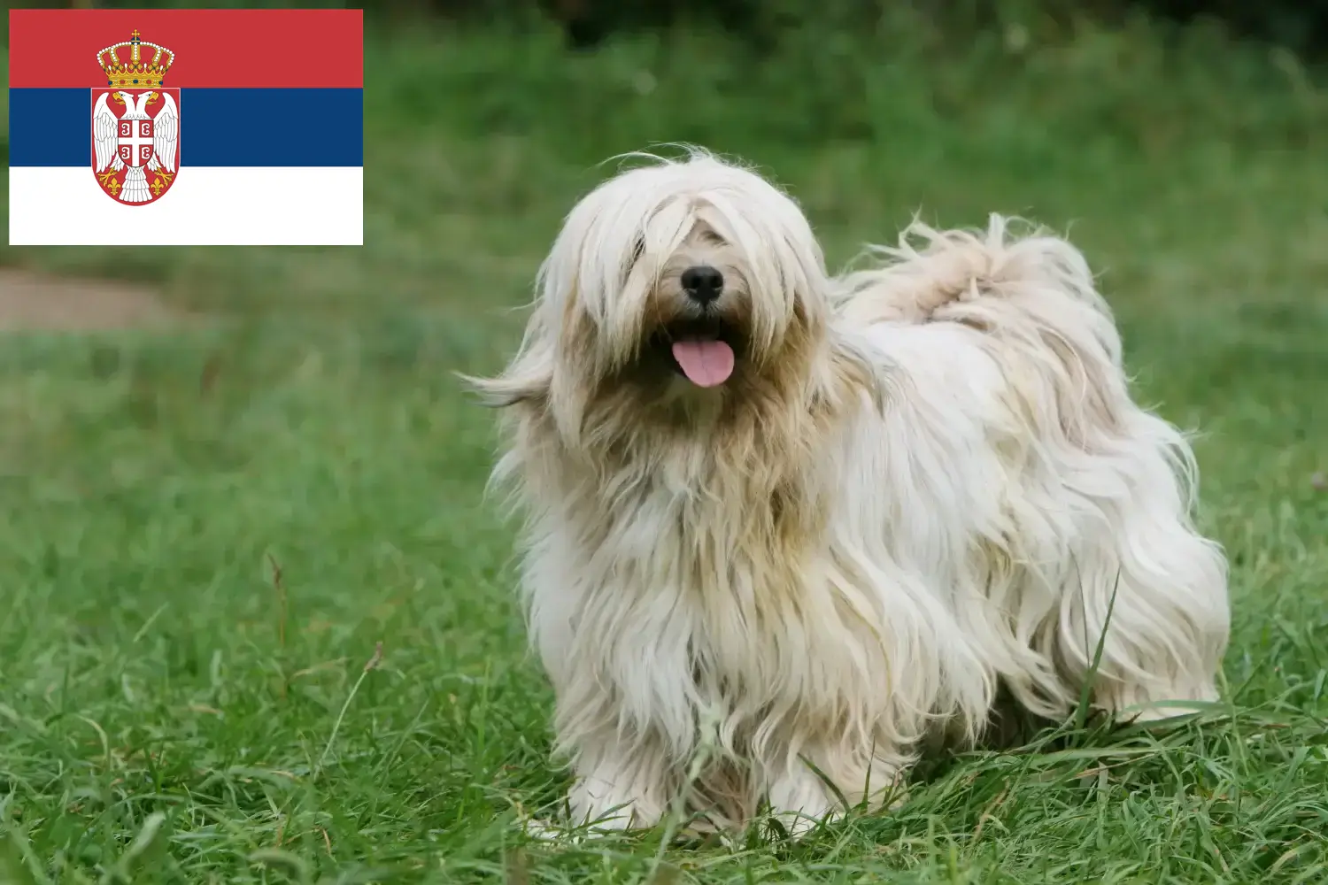 Tibeti terrier kiskutyák és tenyésztők Szerbia Keress tibeti terrier tenyésztőket Szerbiában.