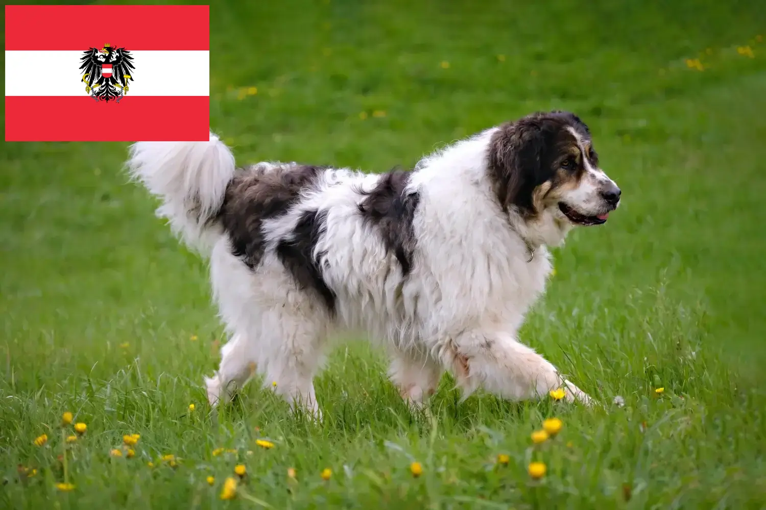 Tornjak kiskutyák és tenyésztők Ausztria Itt találhat Tornjak tenyésztőket Ausztriában.