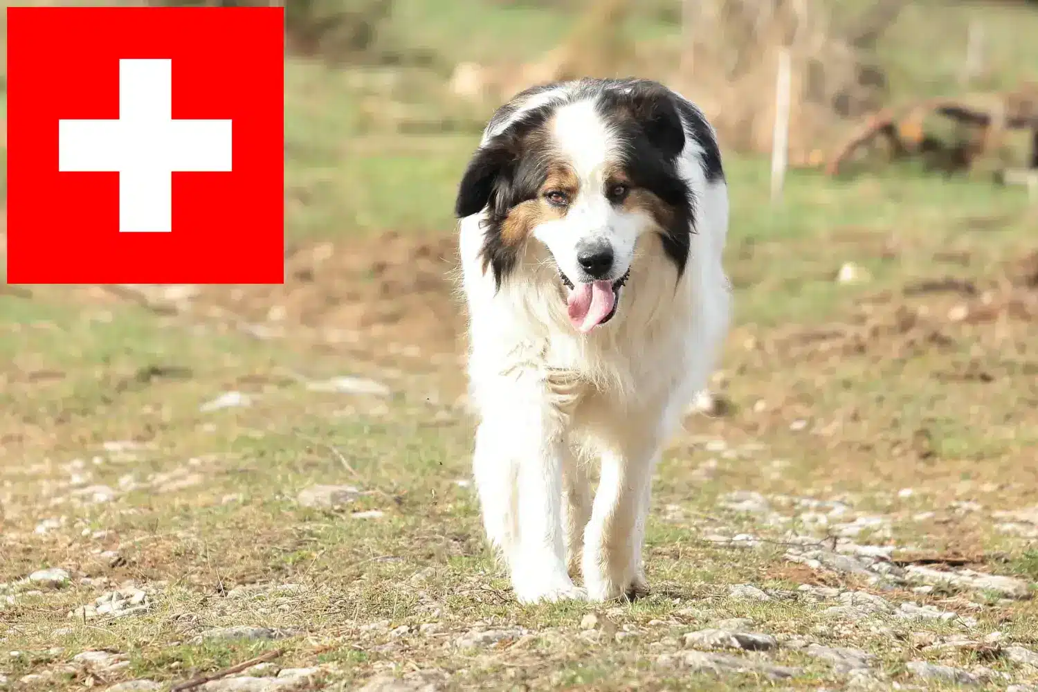 Tornjak kiskutyák és tenyésztők Svájc Itt találhat Tornjak tenyésztőket Svájcban.