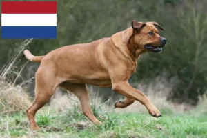 Read more about the article Tosa tenyésztők és kiskutyák Hollandia területén
