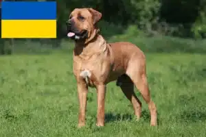 Read more about the article Tosa tenyésztők és kiskutyák Ukrajnában