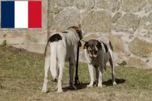 Read more about the article Transmontano juhászkutya tenyésztő és kölykök Franciaországban