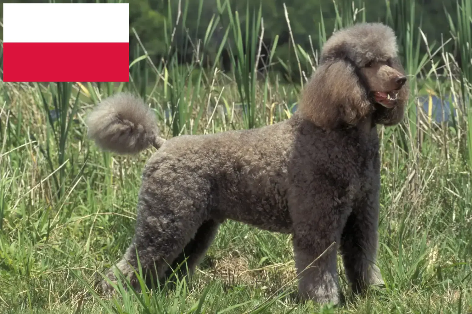 uszkár kölyökkutyák és tenyésztő Lengyelország Lengyelországi uszkártenyésztőket itt találsz.