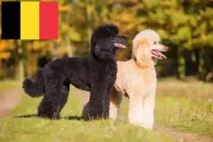 Read more about the article Uszkár tenyésztők és kölykök Belgiumban