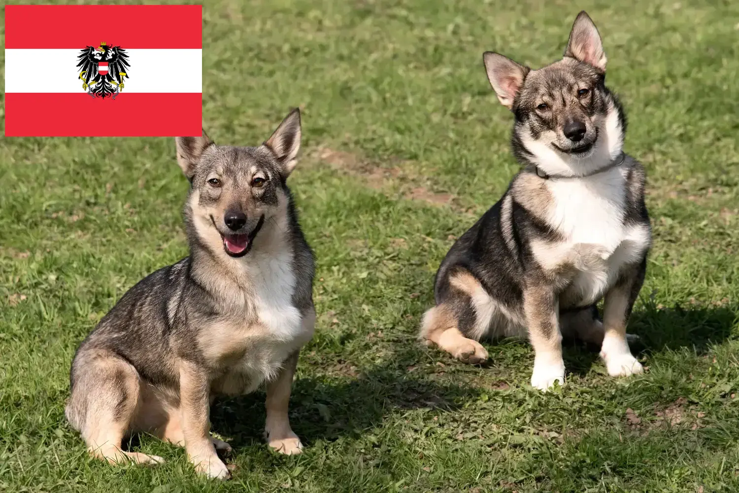 Västgötaspets kiskutyák és tenyésztők Ausztria Itt talál Västgötaspets tenyésztőket Ausztriában.
