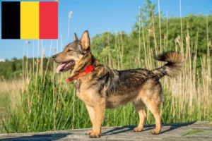 Read more about the article Västgötaspets tenyésztők és kiskutyák Belgiumban
