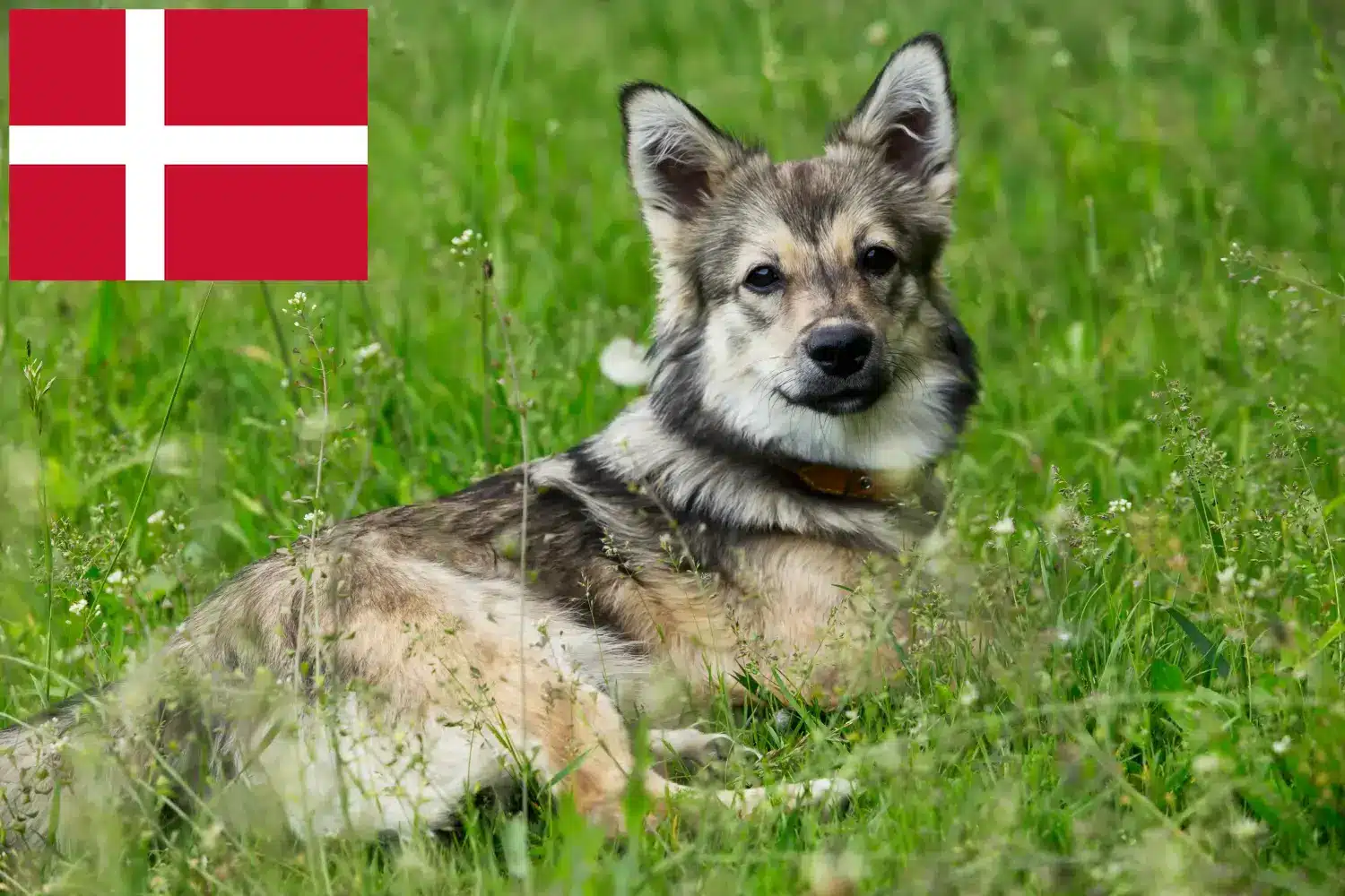 Västgötaspets kiskutyák és tenyésztők Dánia Itt talál Västgötaspets tenyésztőket Dániában.