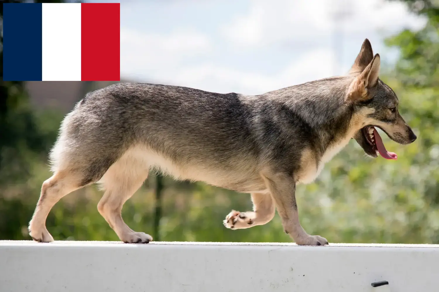 Västgötaspets kiskutyák és tenyésztők Franciaország Itt talál Västgötaspets tenyésztőket Franciaországban.