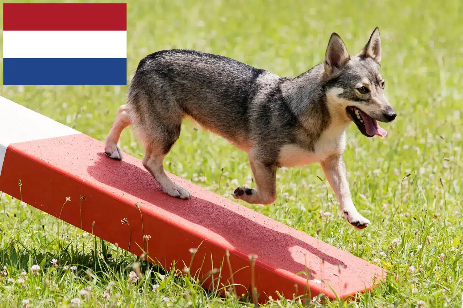 Västgötaspets kiskutyák és tenyésztők Hollandia Itt talál Västgötaspets tenyésztőket Hollandiában.