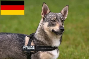 Read more about the article Västgötaspets tenyésztők és kiskutyák Németországban