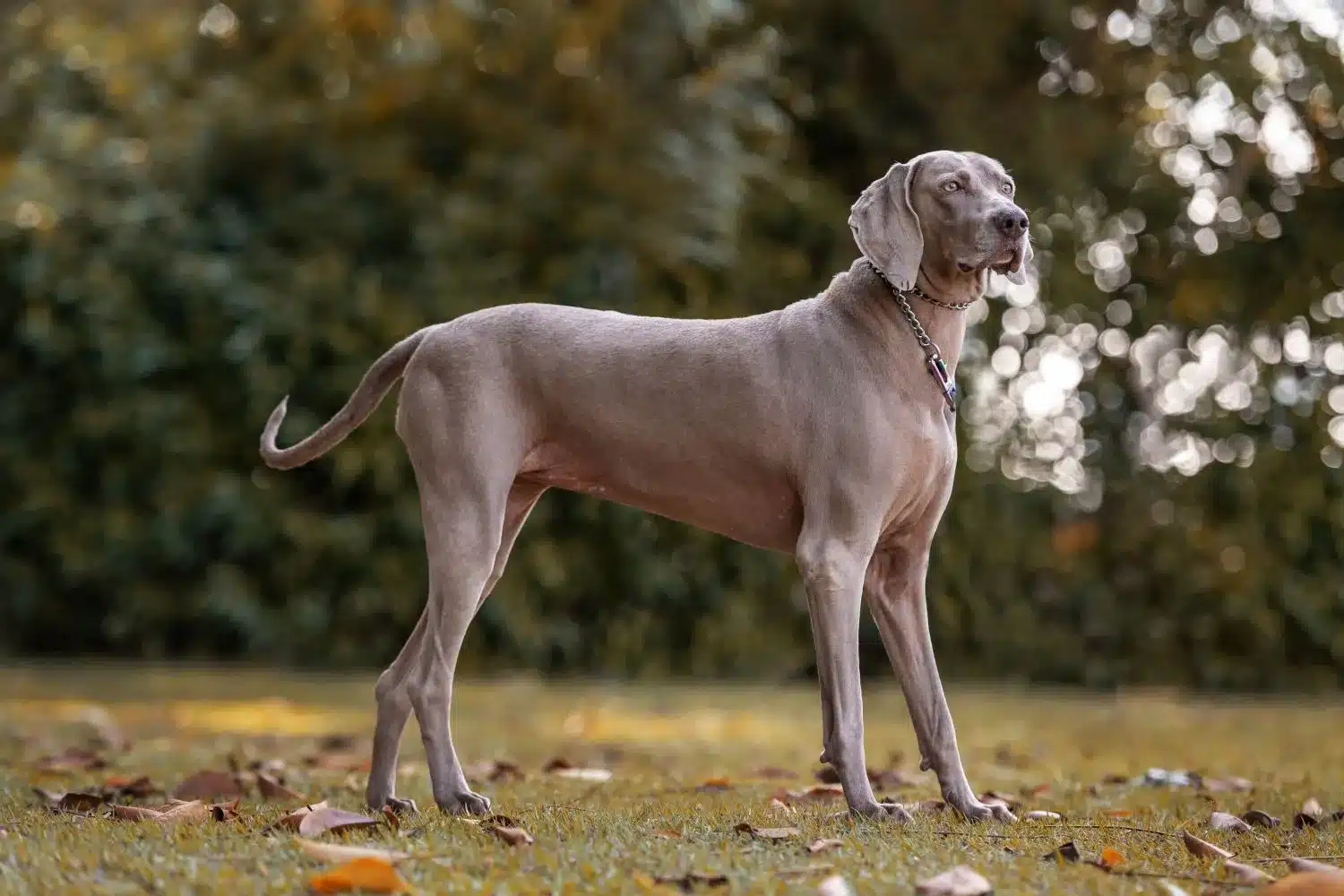 Weimaraner kölykök és tenyésztők Itt találhatsz weimaraer tenyésztőket a közeledben.