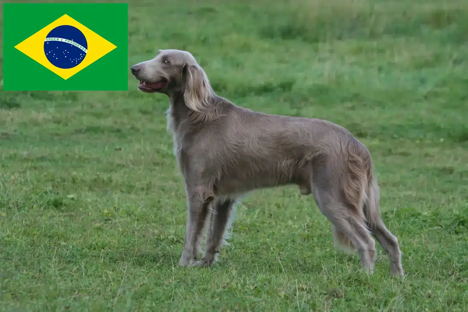 Weimaraner kölykök és tenyésztők Brazília Itt megtalálhatja a brazíliai weimaraer tenyésztőket.