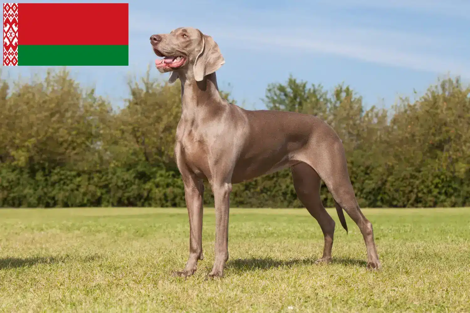 Weimaraner kölykök és tenyésztők Fehéroroszország Itt találhat weimaraer tenyésztőket Fehéroroszországban.